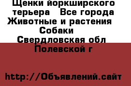 Щенки йоркширского терьера - Все города Животные и растения » Собаки   . Свердловская обл.,Полевской г.